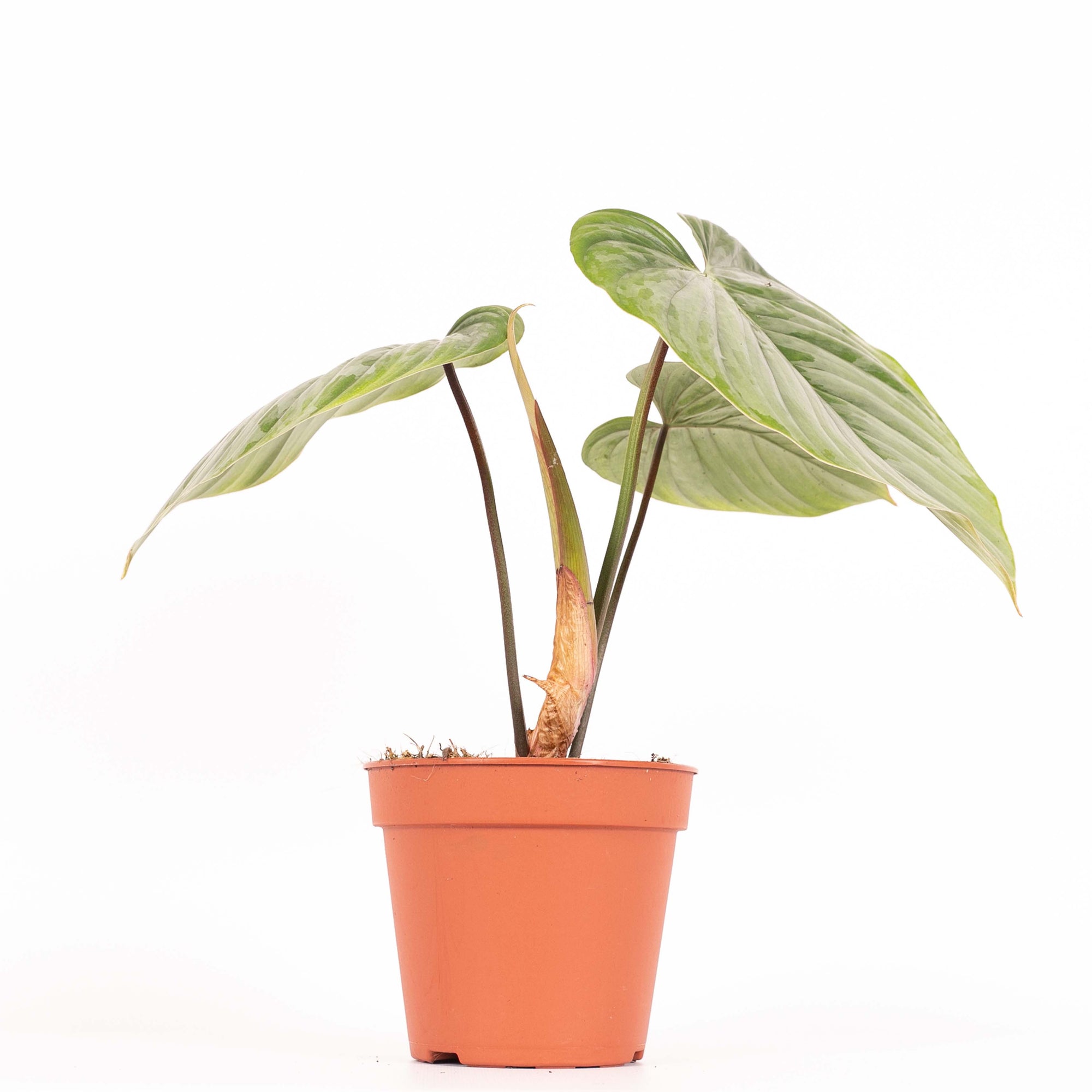 Philodendron Sodiroi