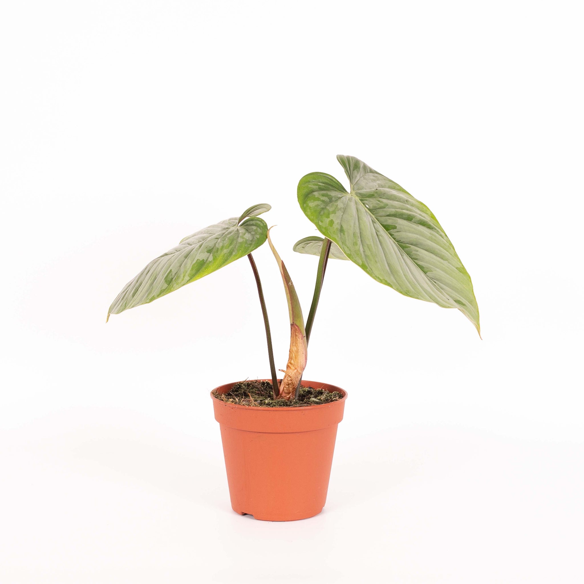 Philodendron Sodiroi