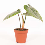 Philodendron Sodiroi