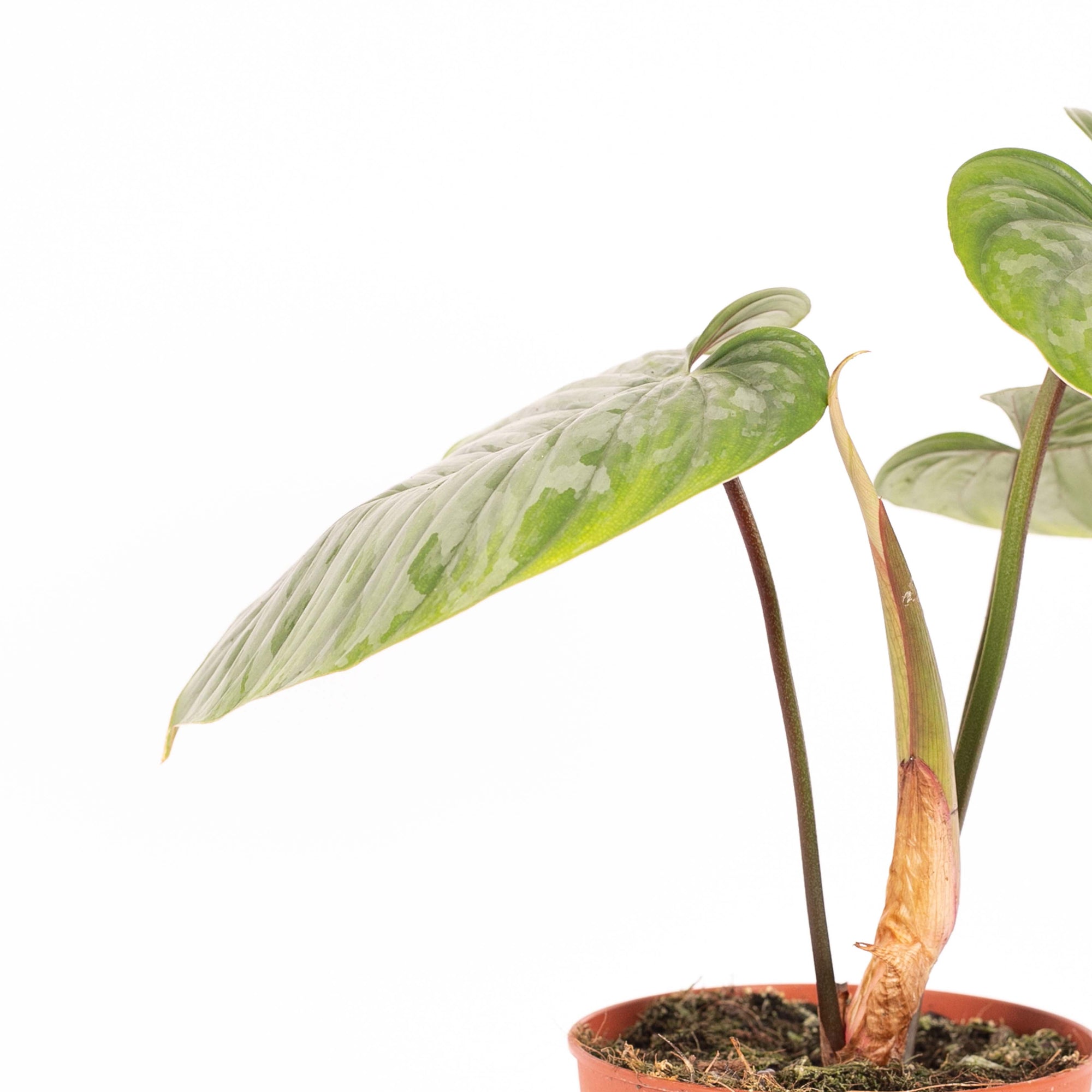 Philodendron Sodiroi