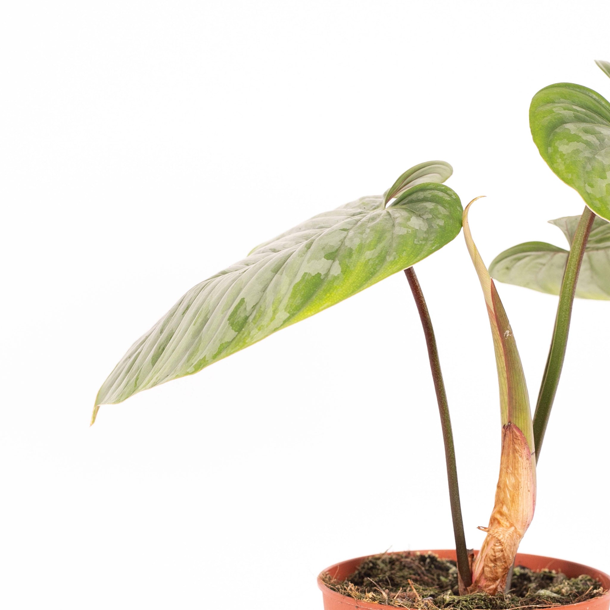 Philodendron Sodiroi