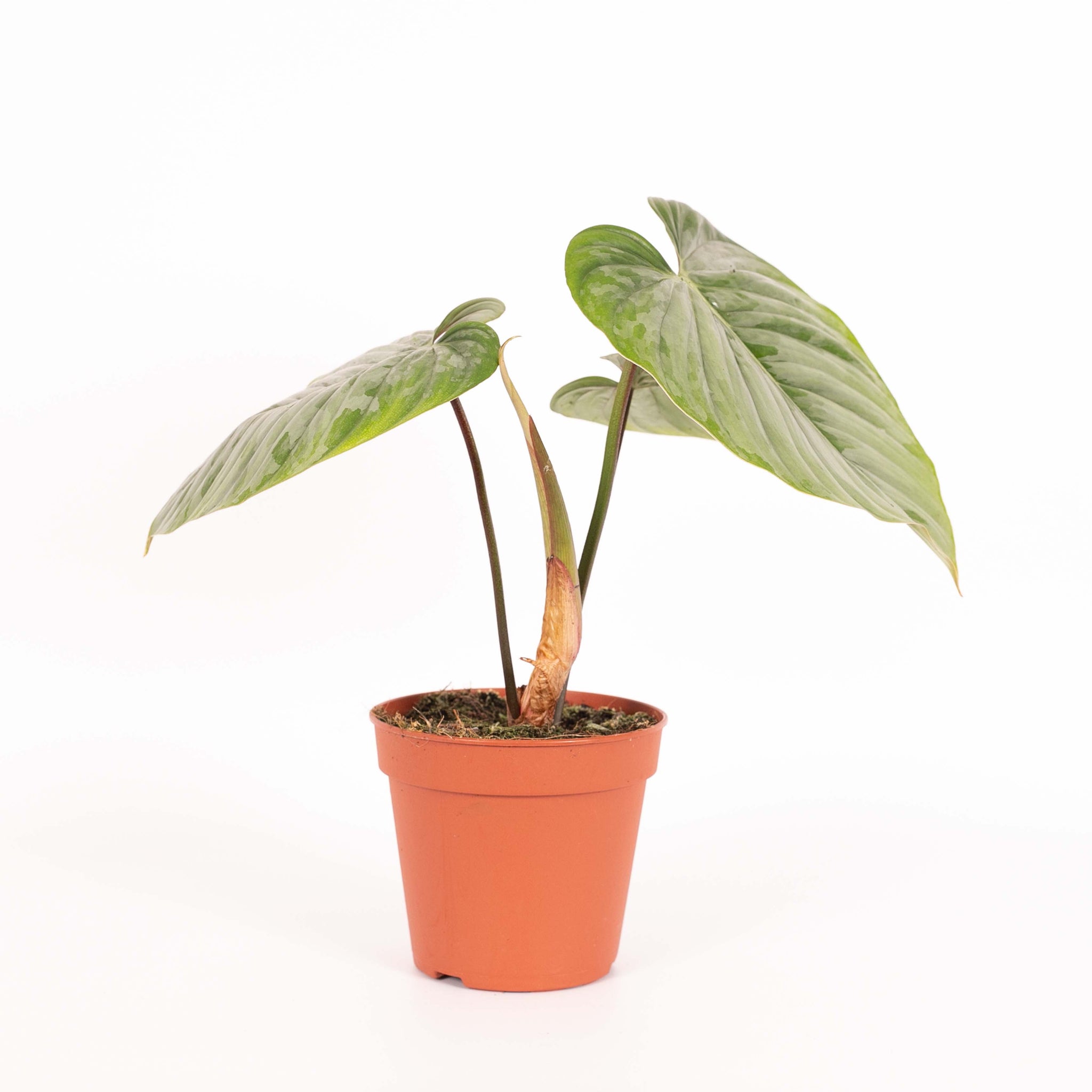 Philodendron Sodiroi