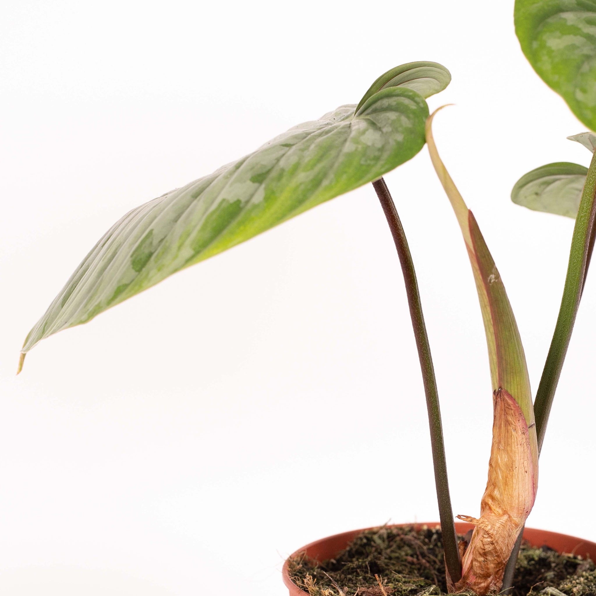 Philodendron Sodiroi