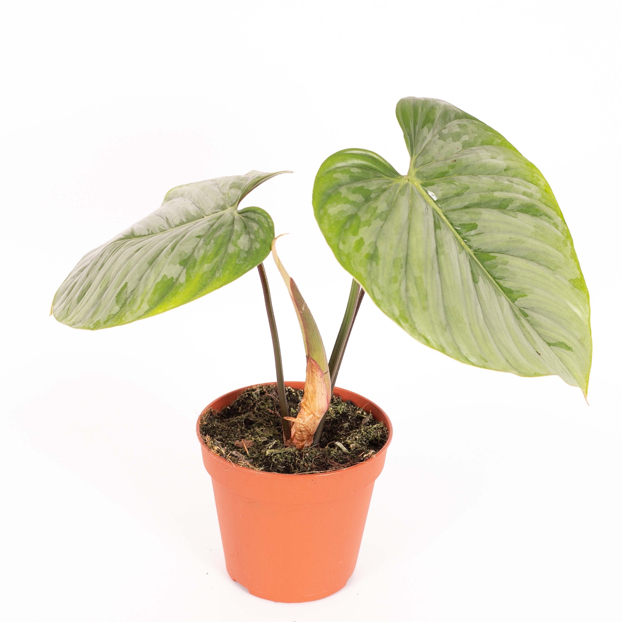 Philodendron Sodiroi