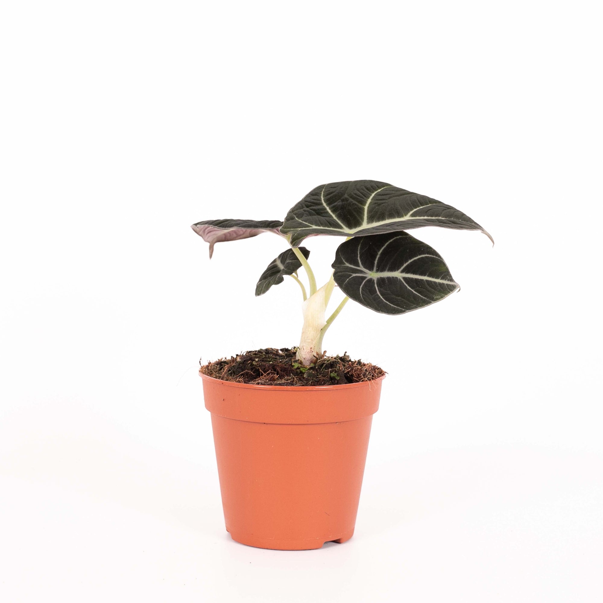 Alocasia 'Black Velvet'