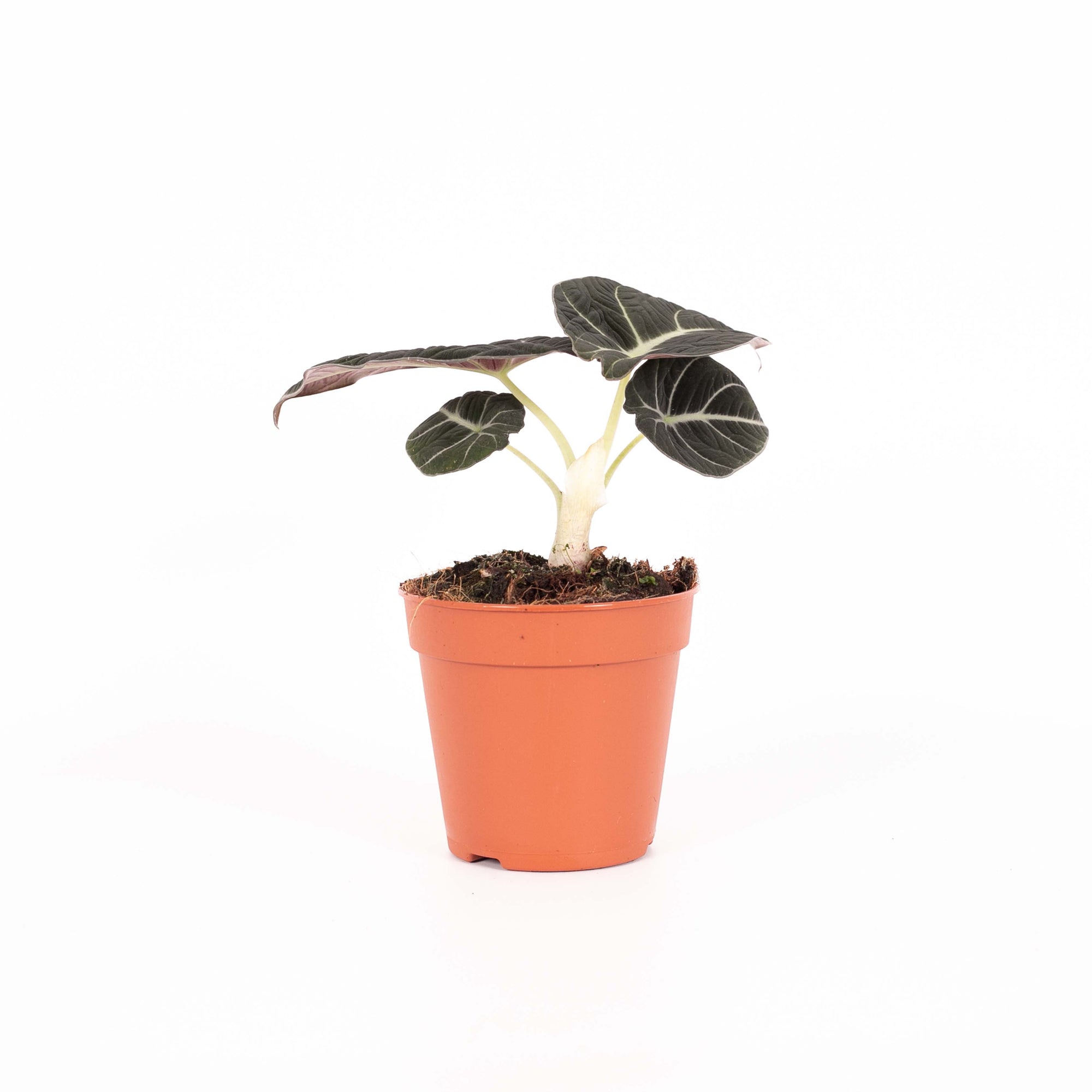 Alocasia 'Black Velvet'