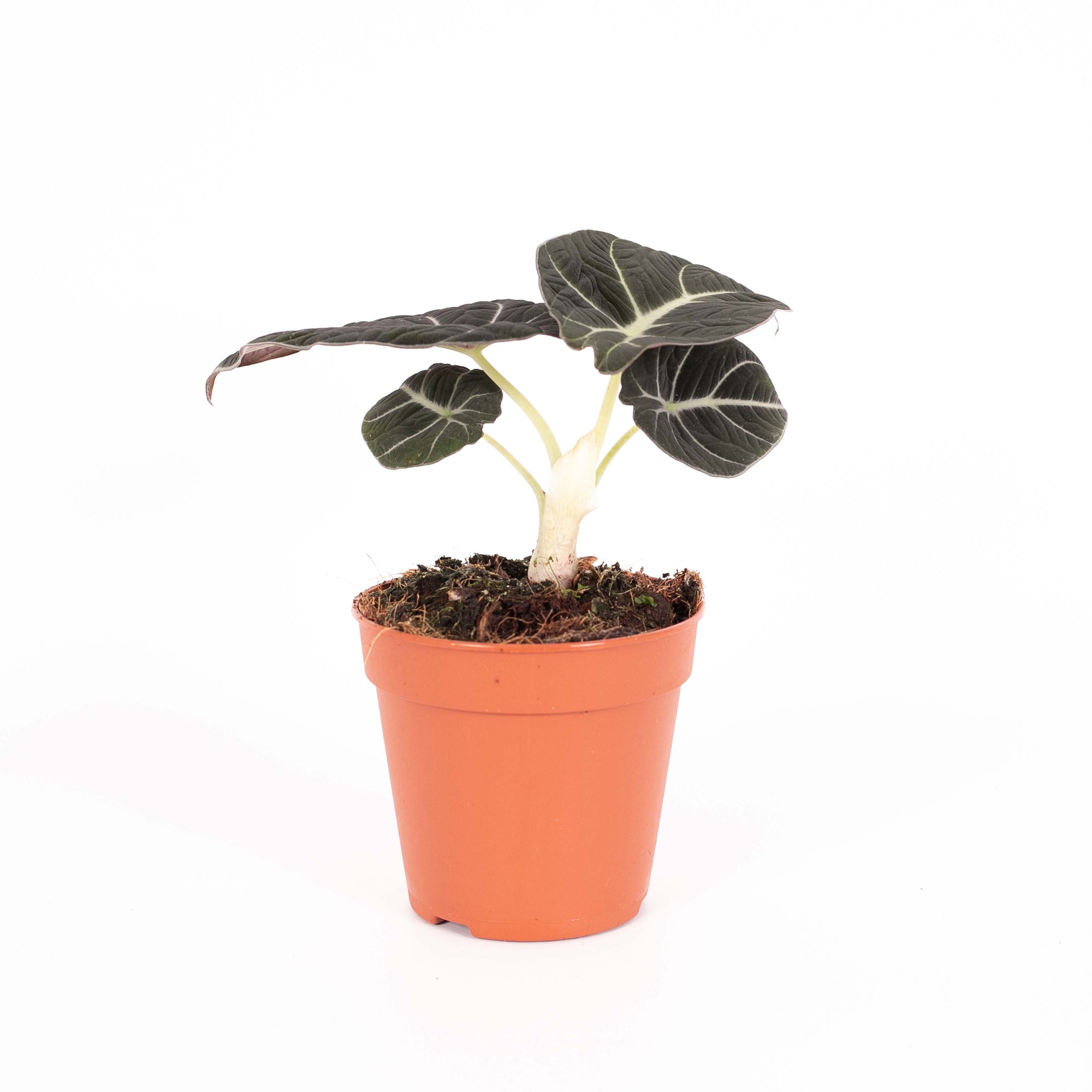 Alocasia 'Black Velvet'