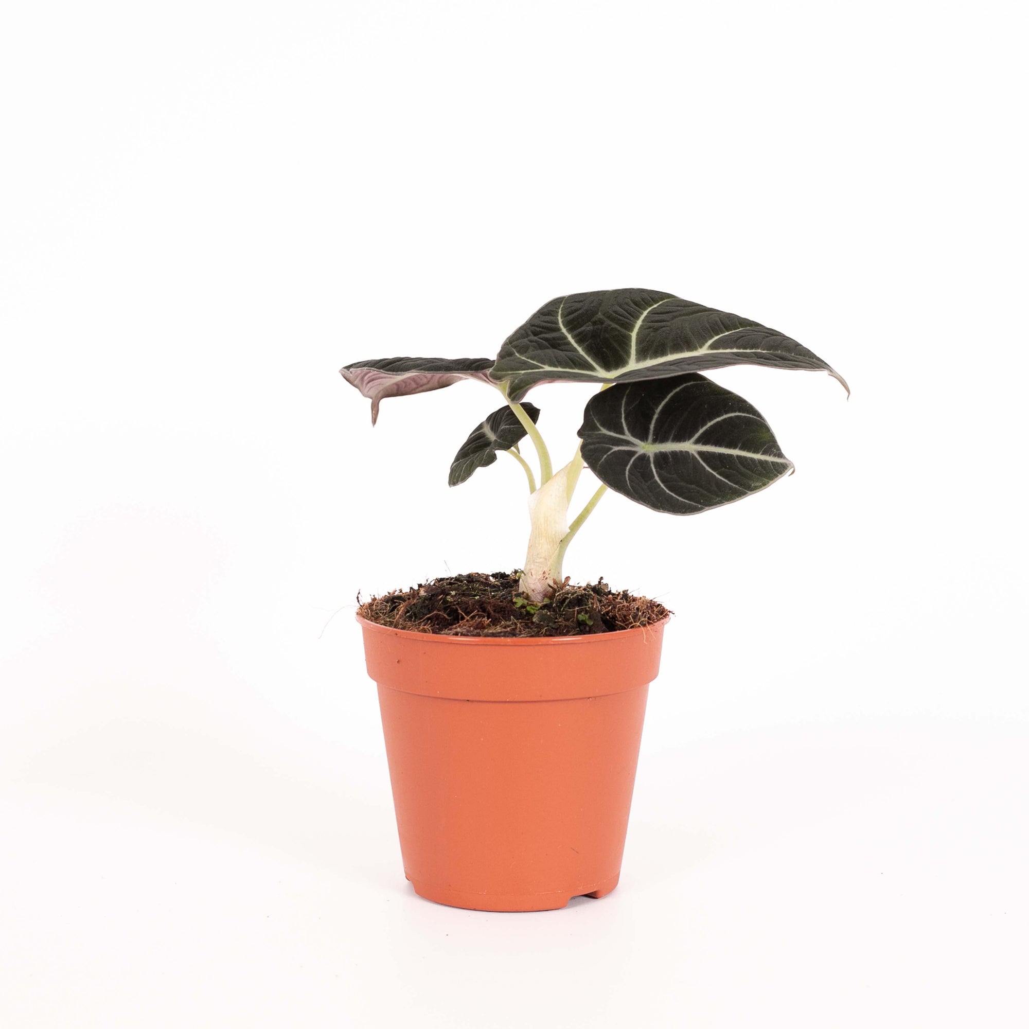 Alocasia 'Black Velvet'