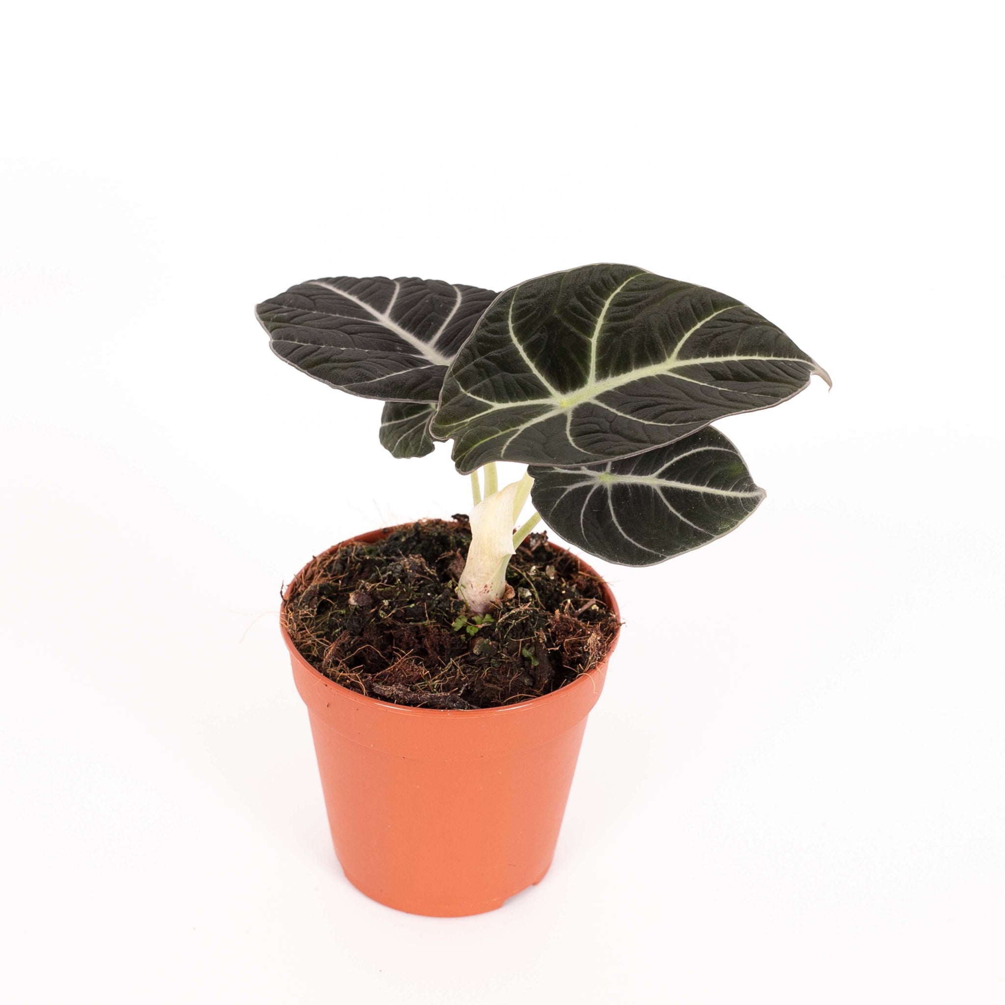 Alocasia 'Black Velvet'