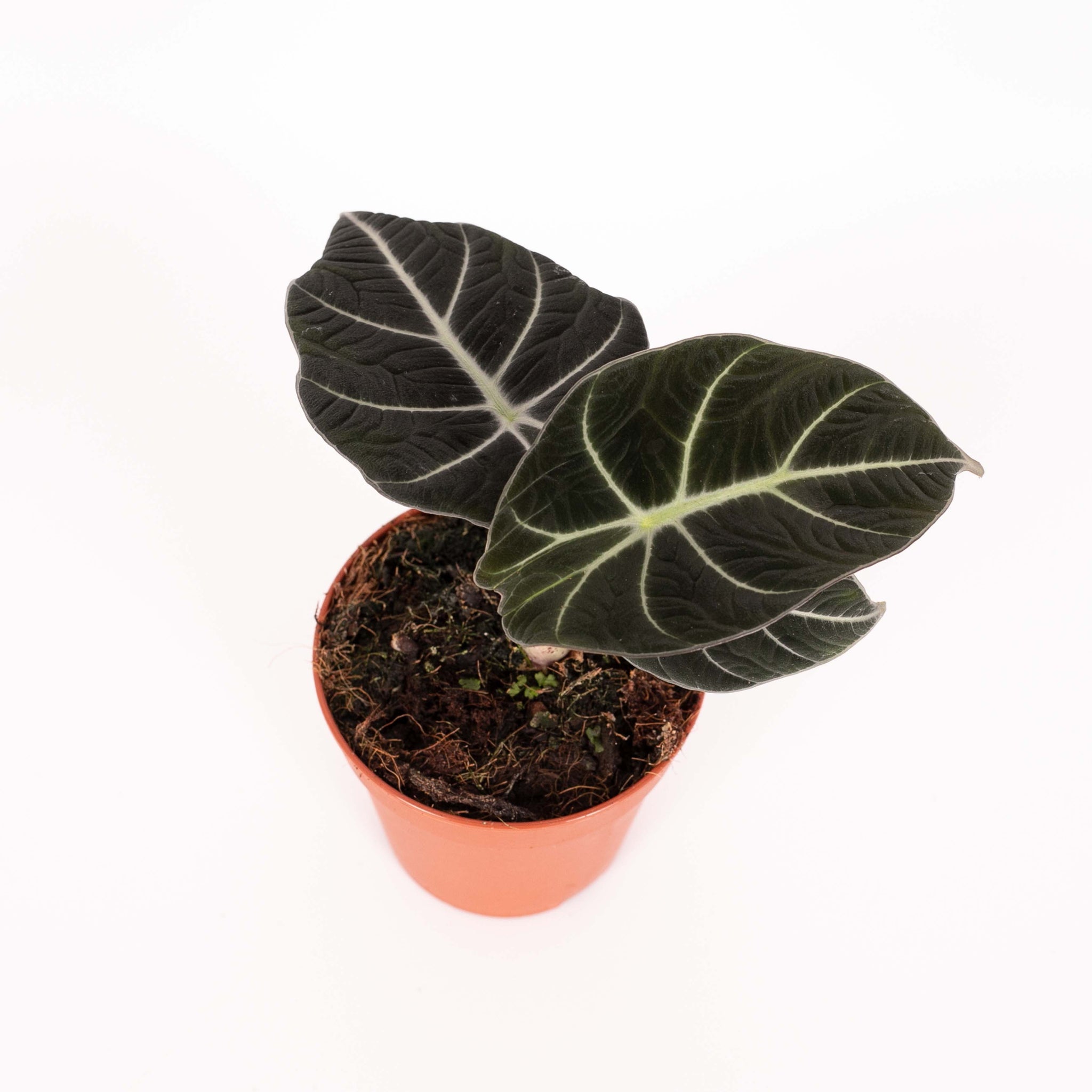 Alocasia 'Black Velvet'