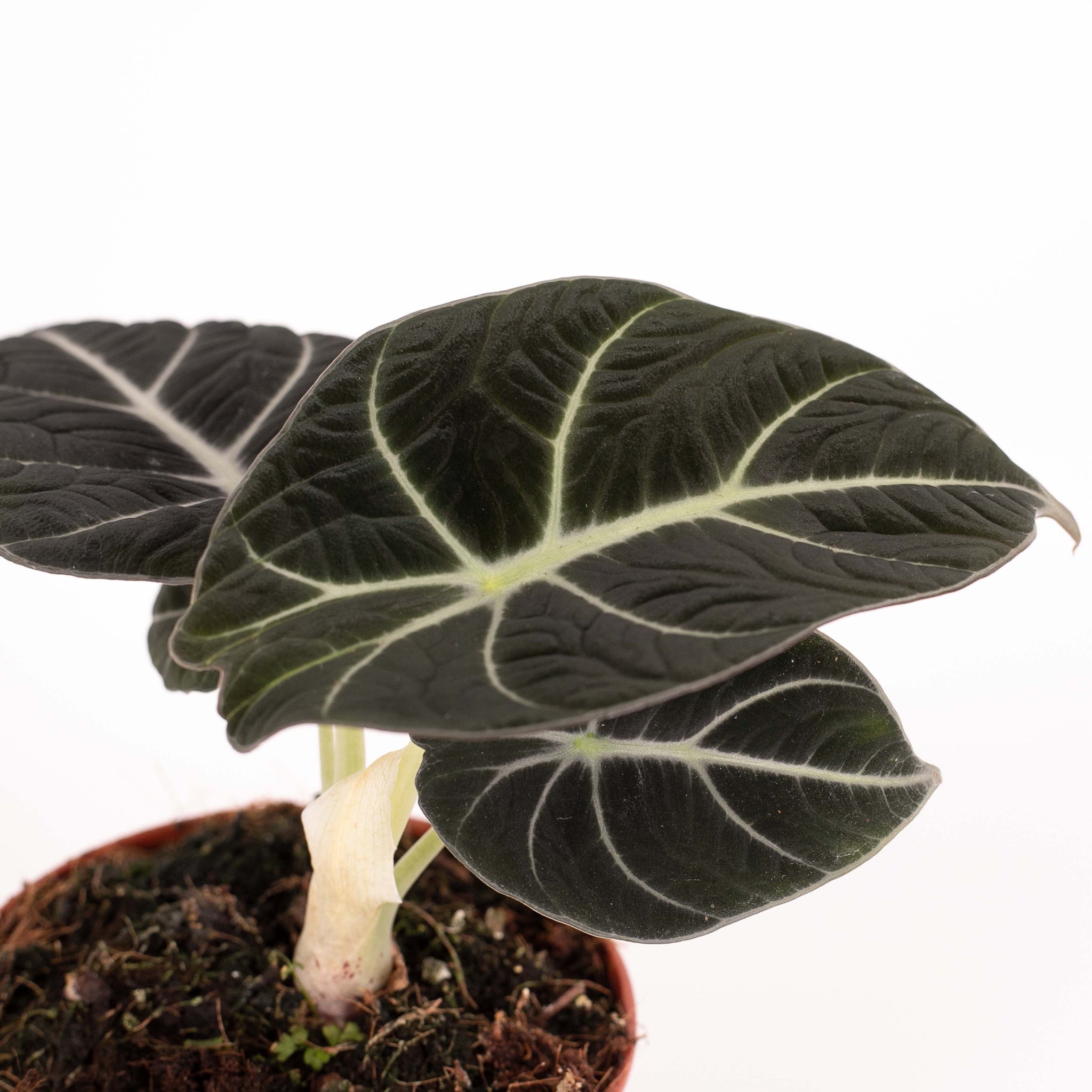 Alocasia 'Black Velvet'