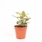 Syngonium Pink Splash