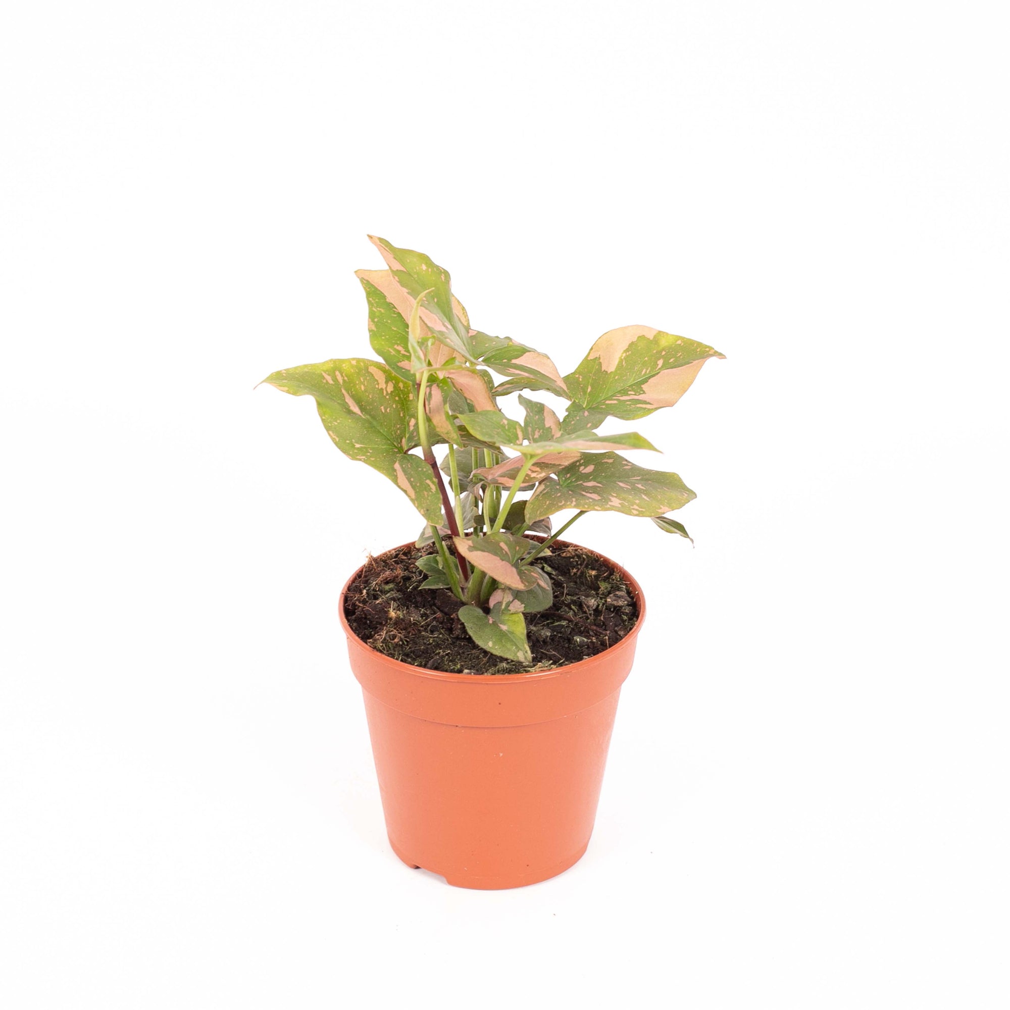 Syngonium Pink Splash