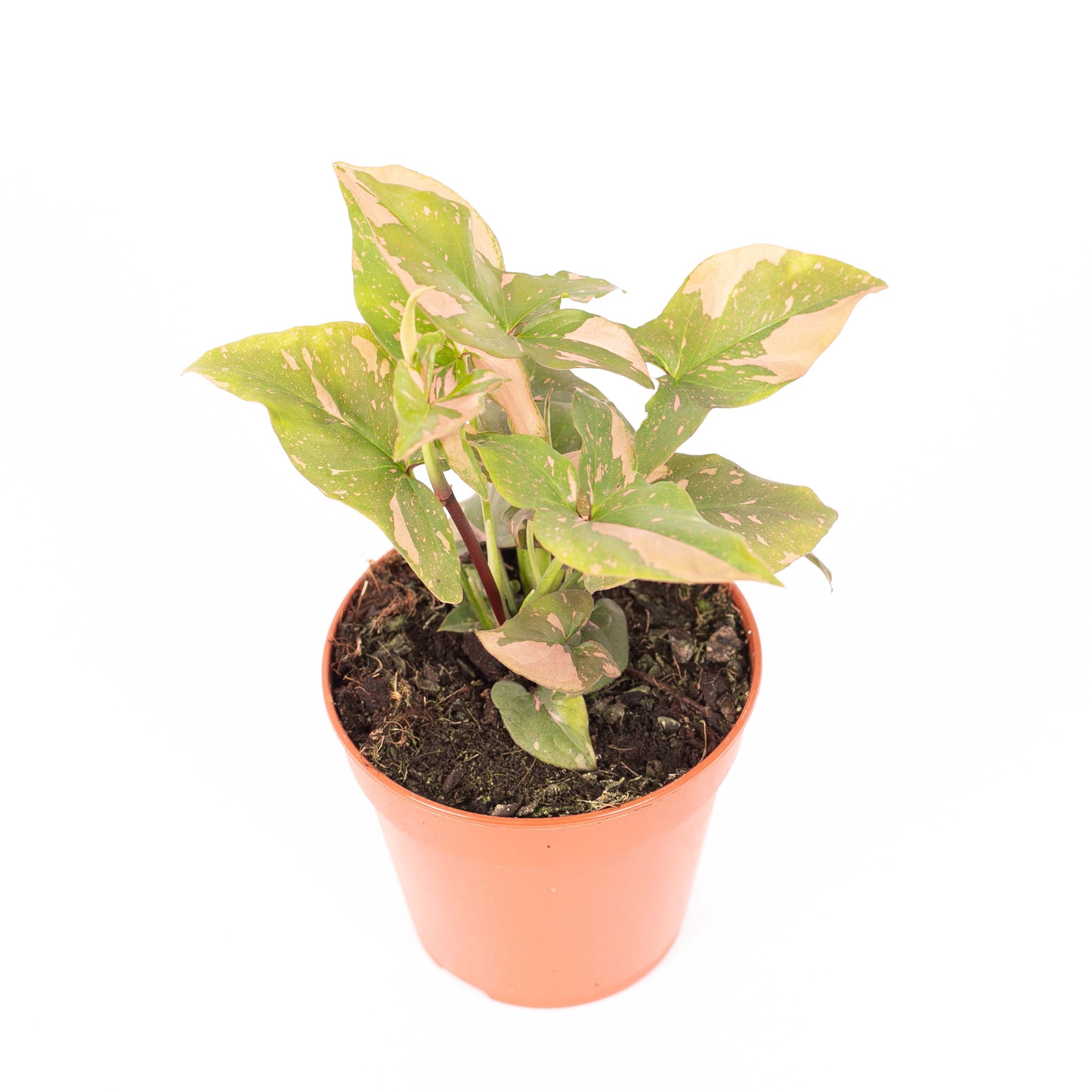 Syngonium Pink Splash