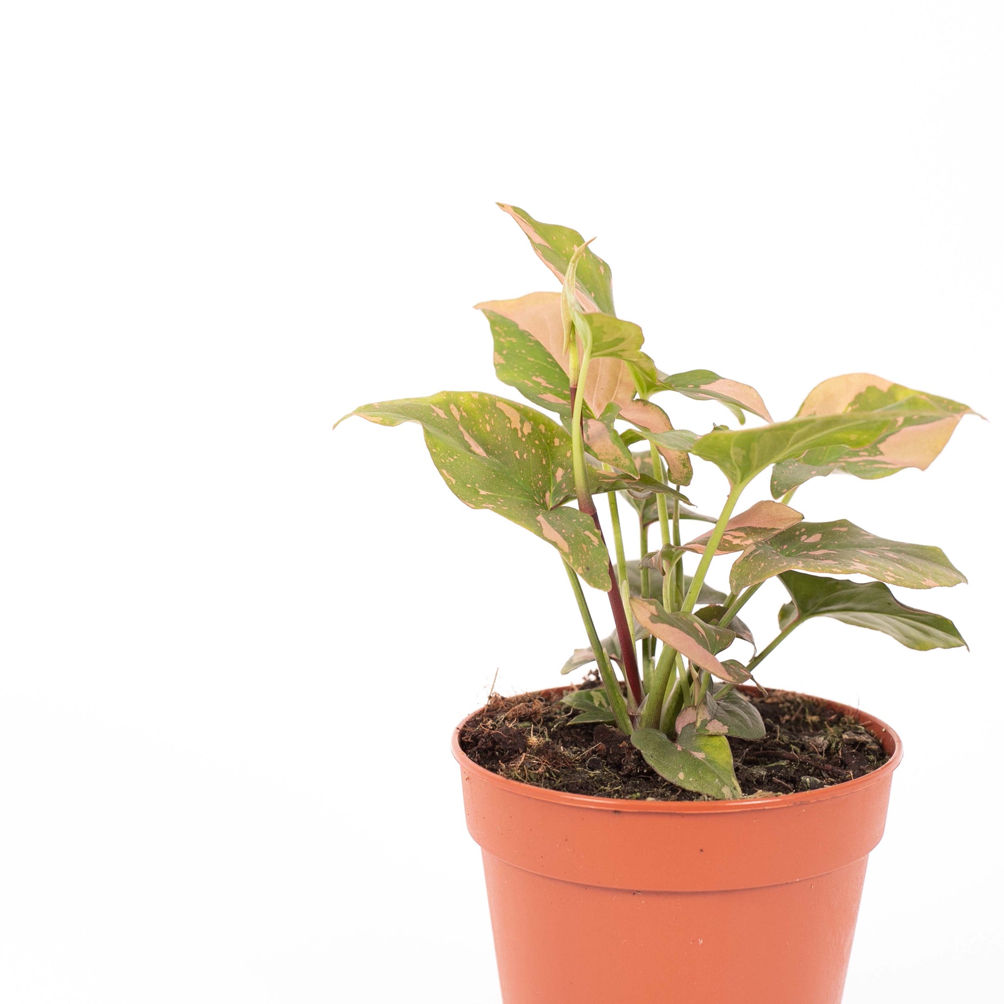 Syngonium Pink Splash