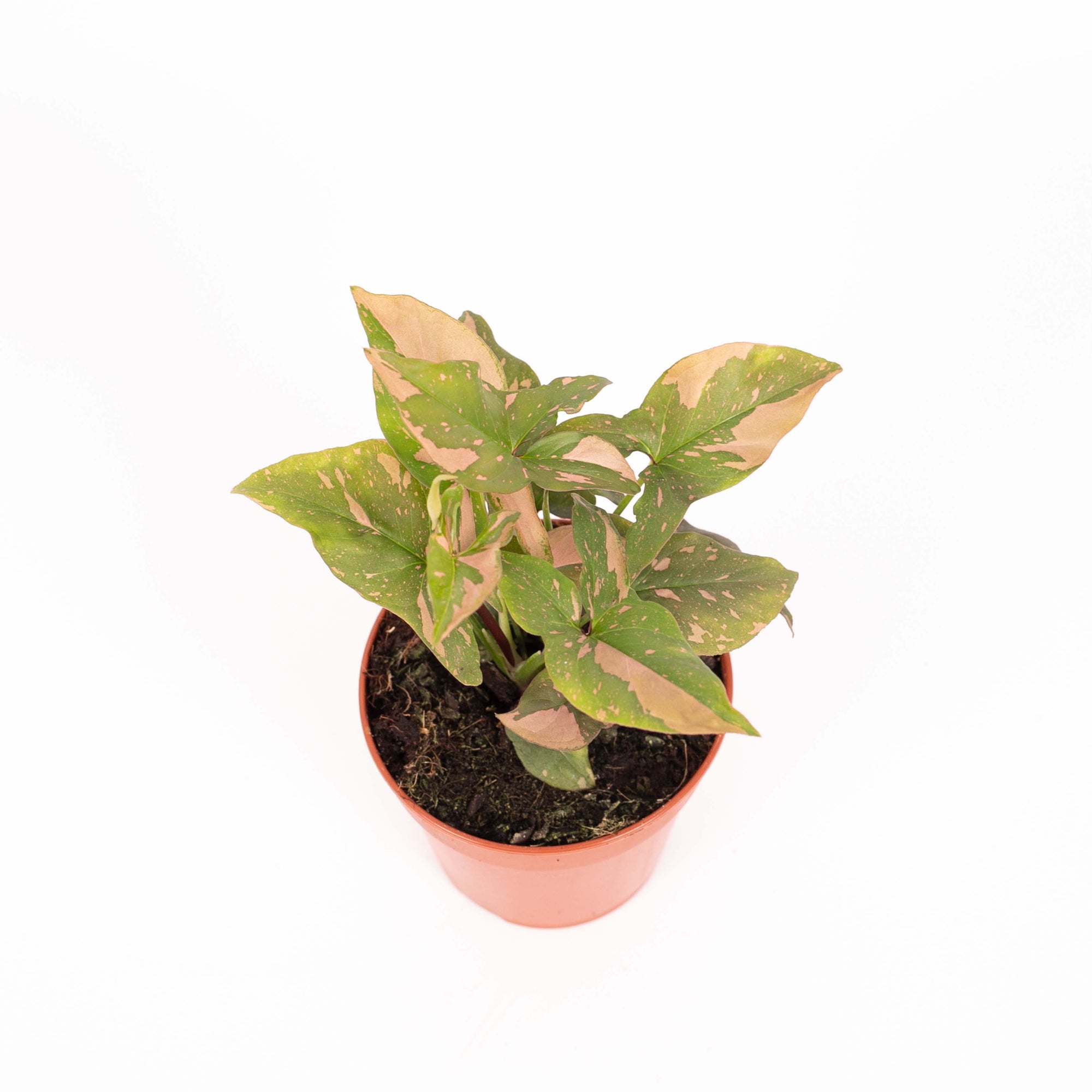 Syngonium Pink Splash