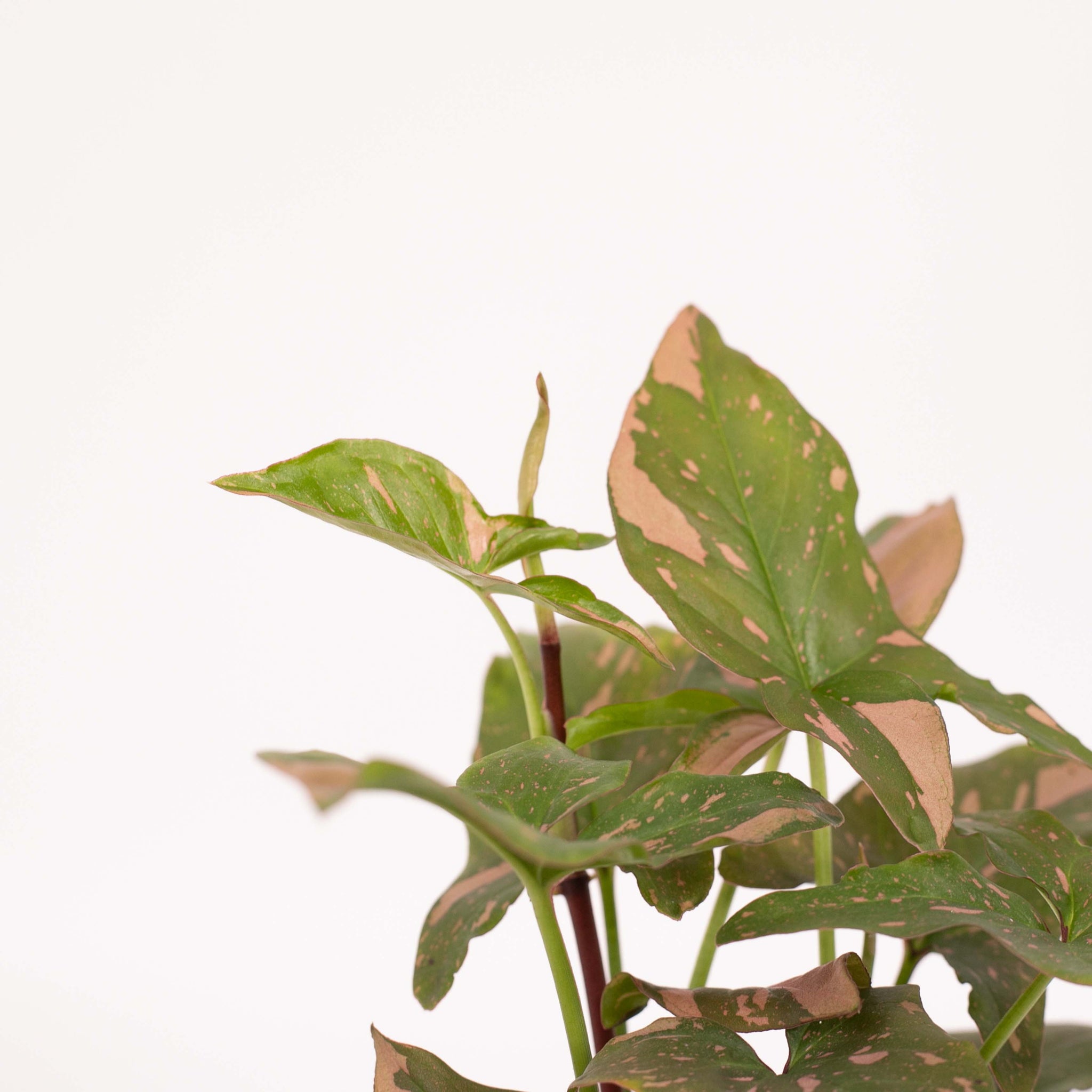 Syngonium Pink Splash