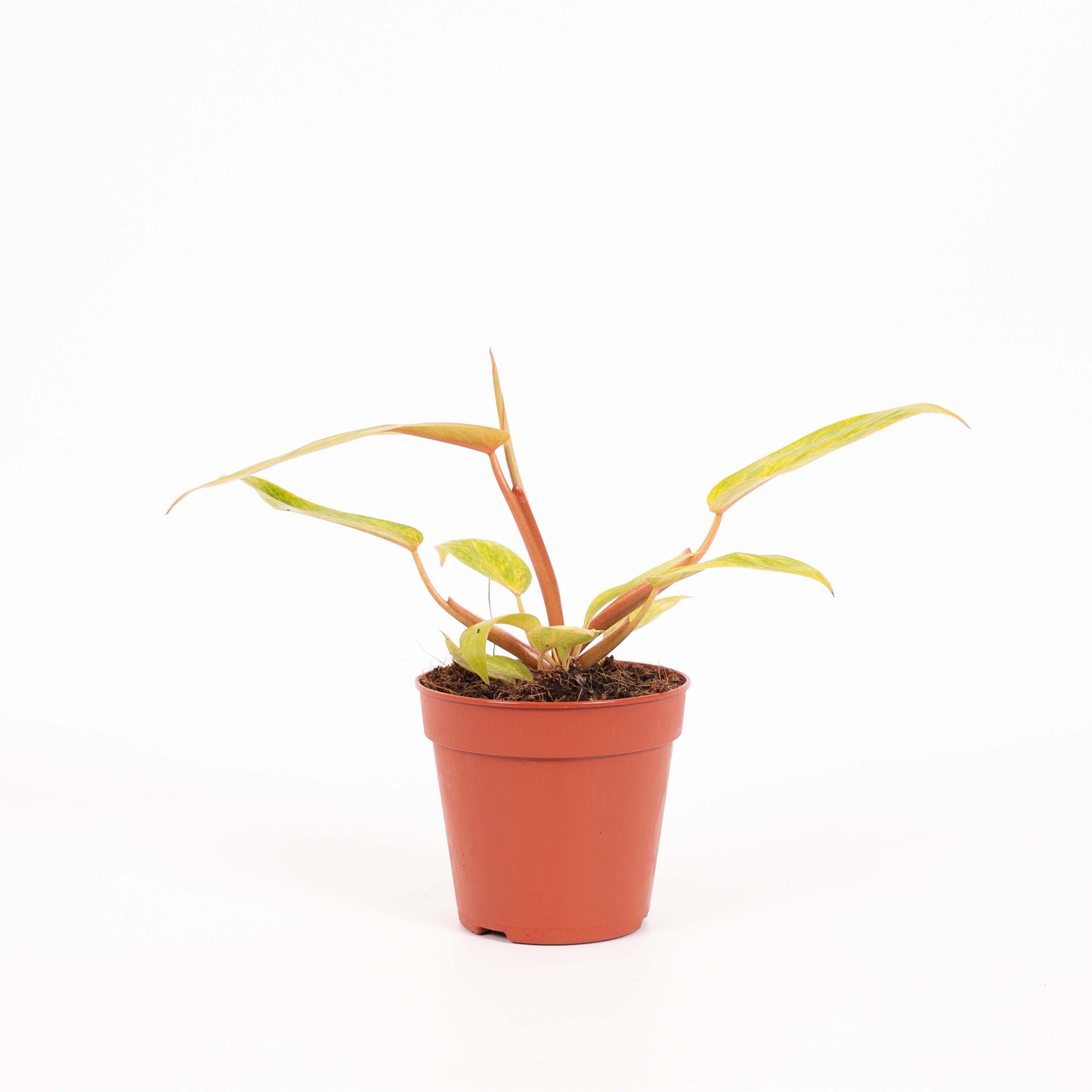 Philodendron Painted Lady