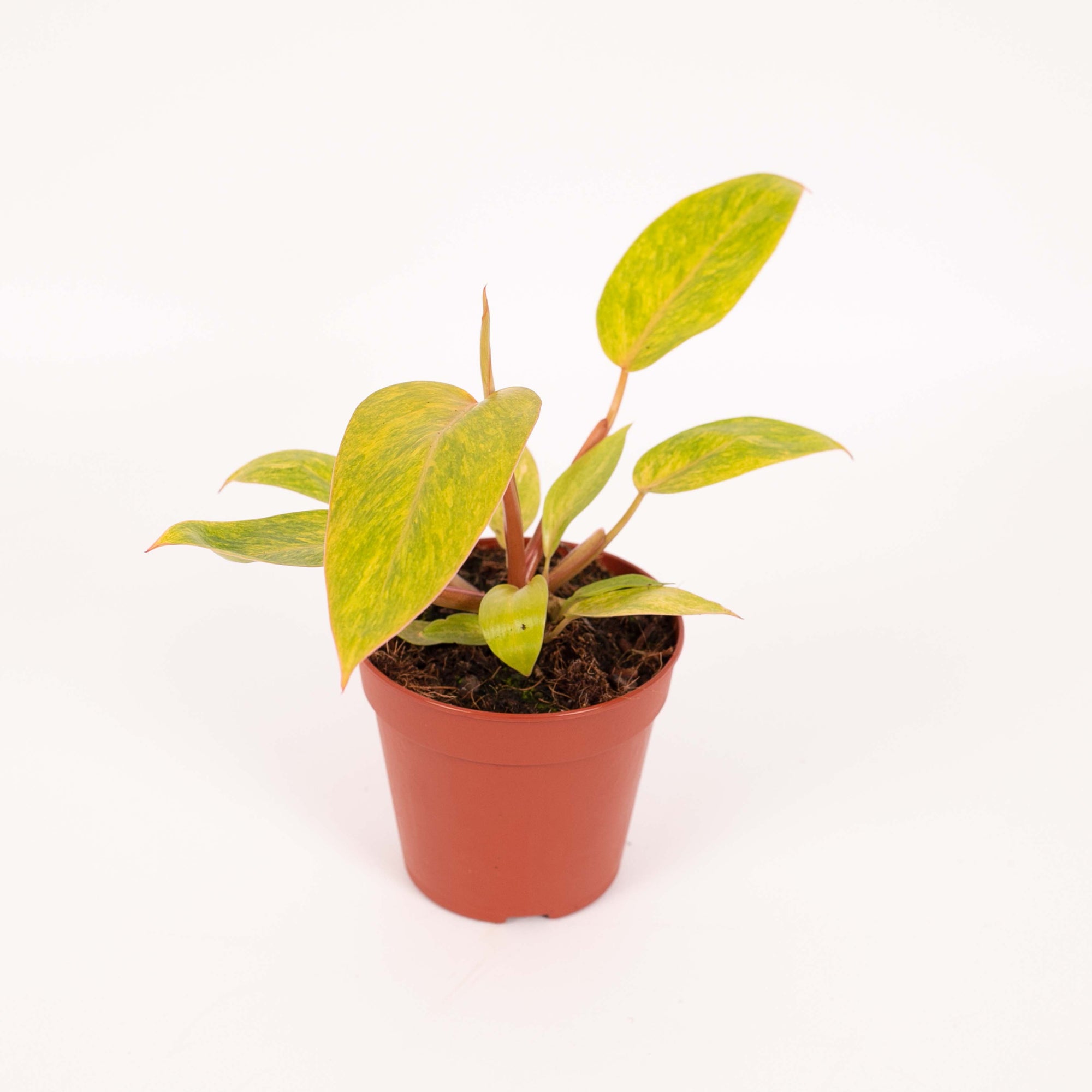 Philodendron Painted Lady