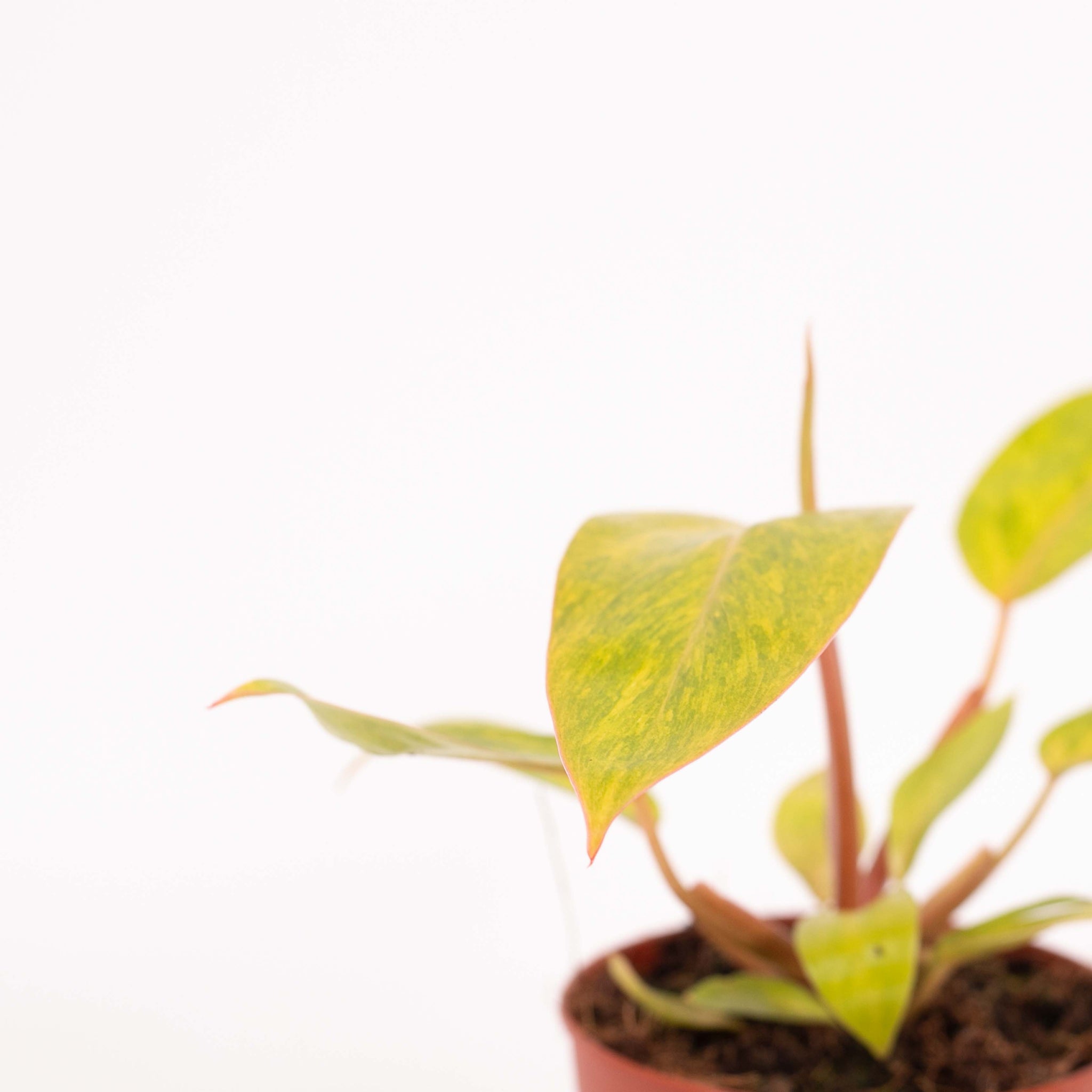 Philodendron Painted Lady