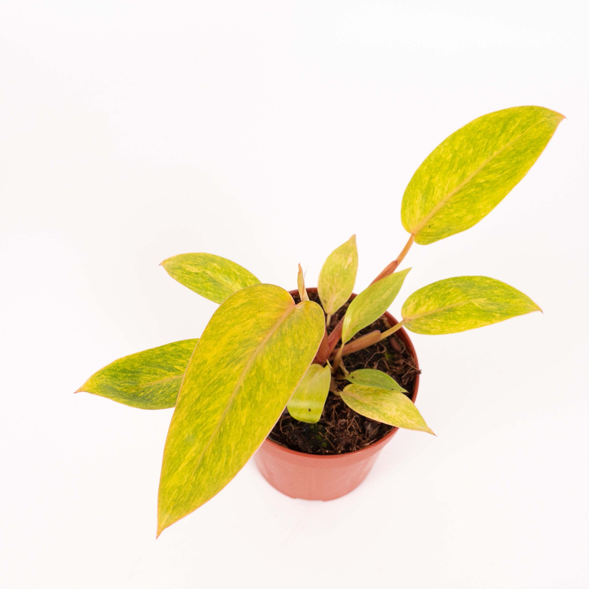 Philodendron Painted Lady