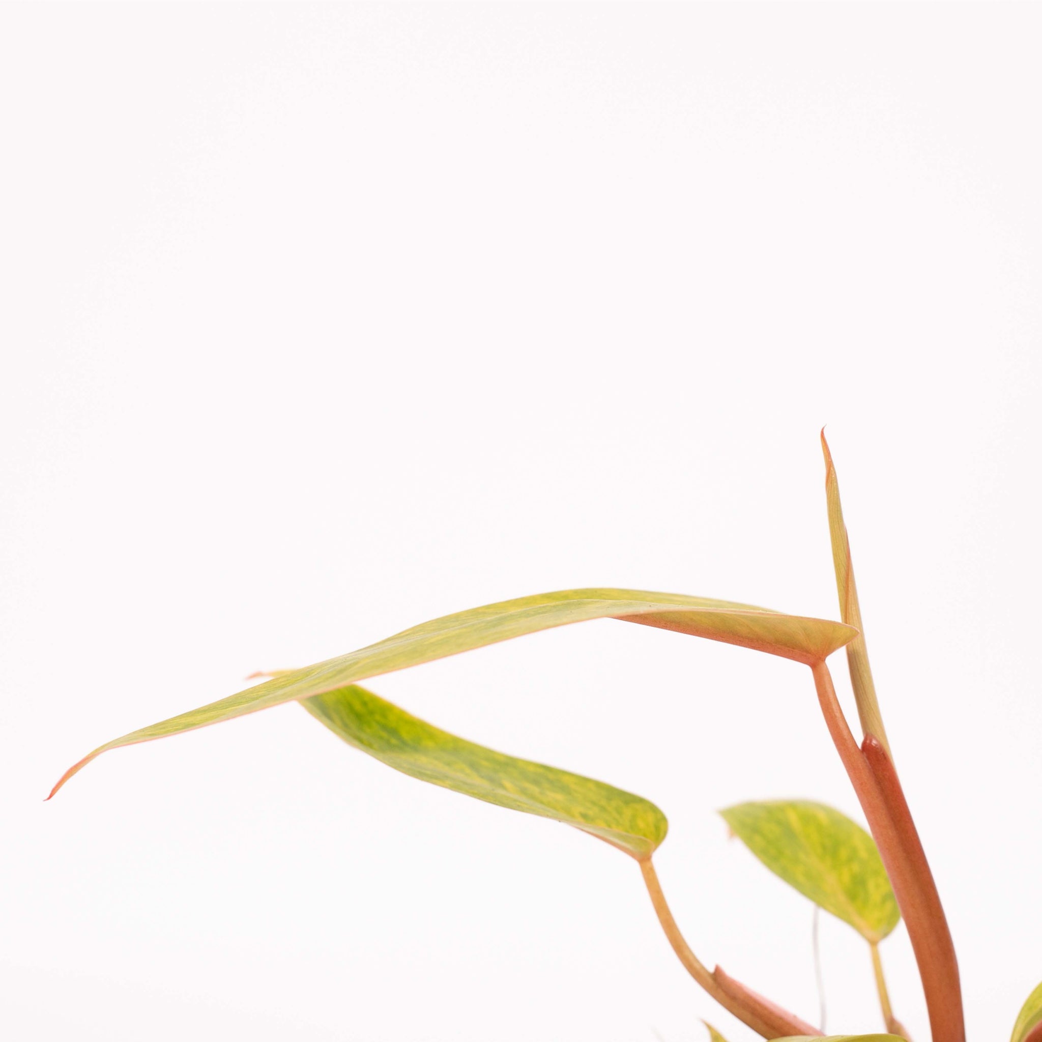 Philodendron Painted Lady