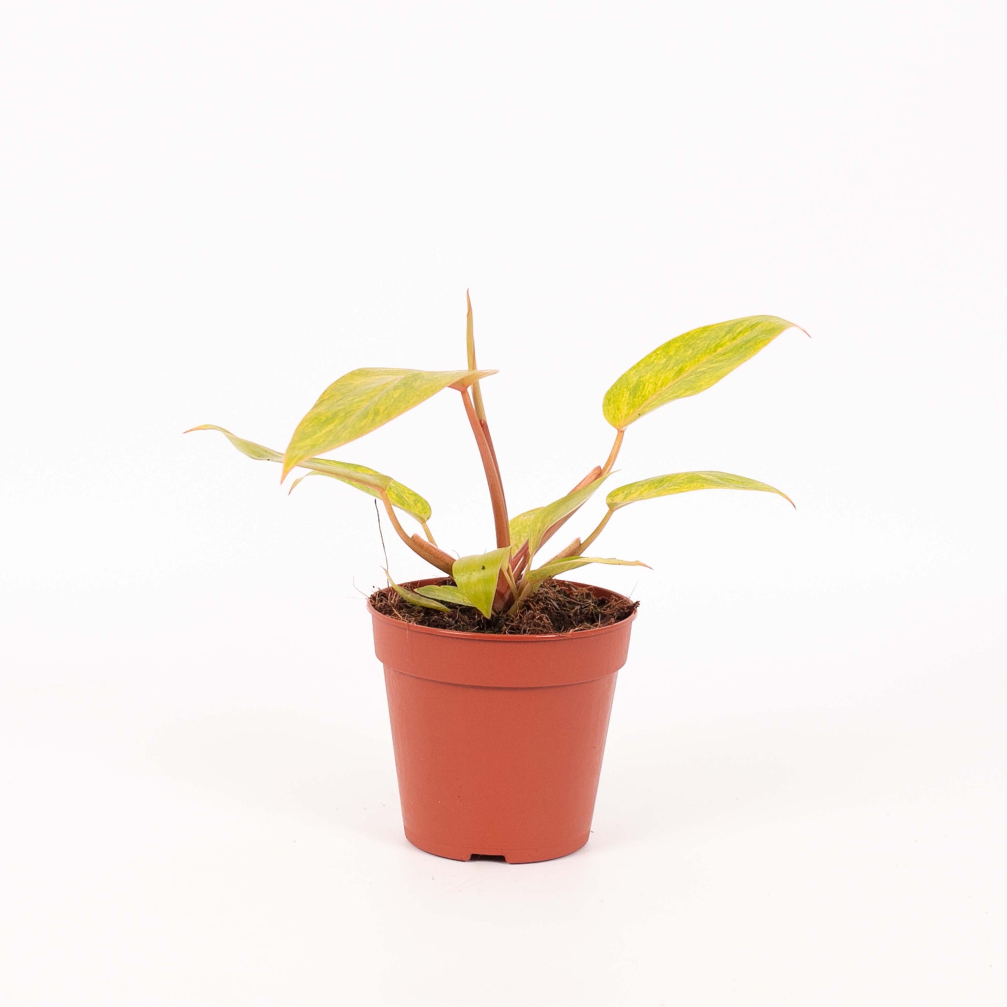 Philodendron Painted Lady