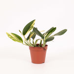 Monstera Standleyana