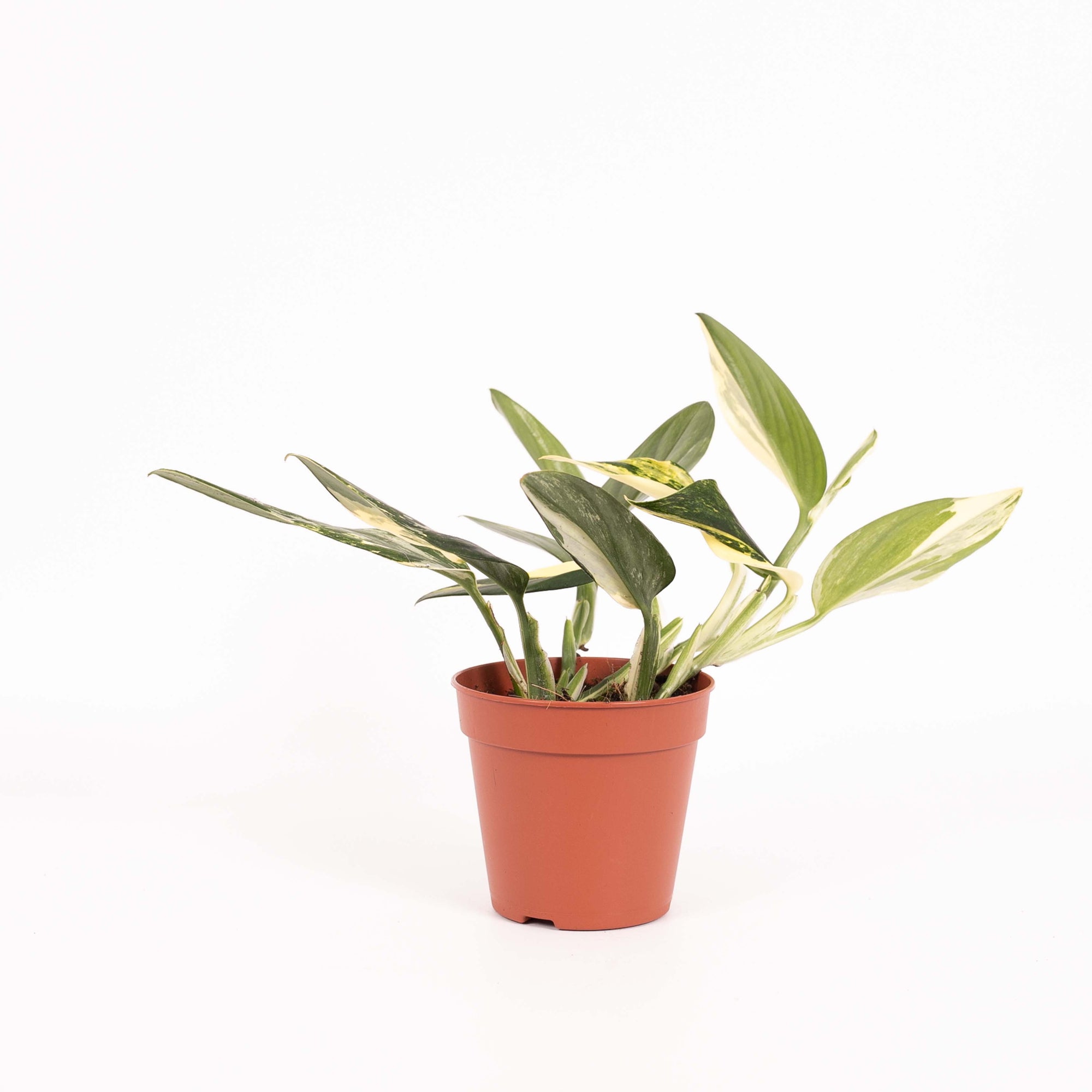 Monstera Standleyana