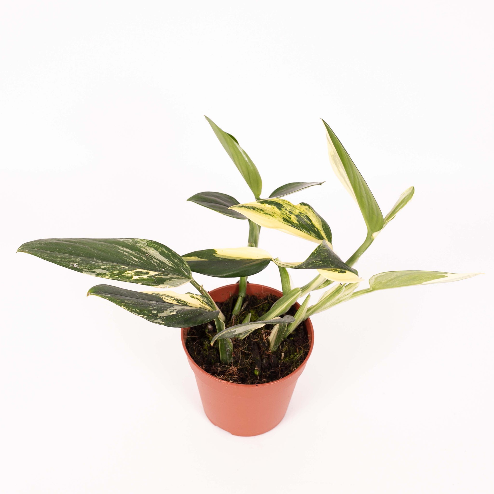 Monstera Standleyana