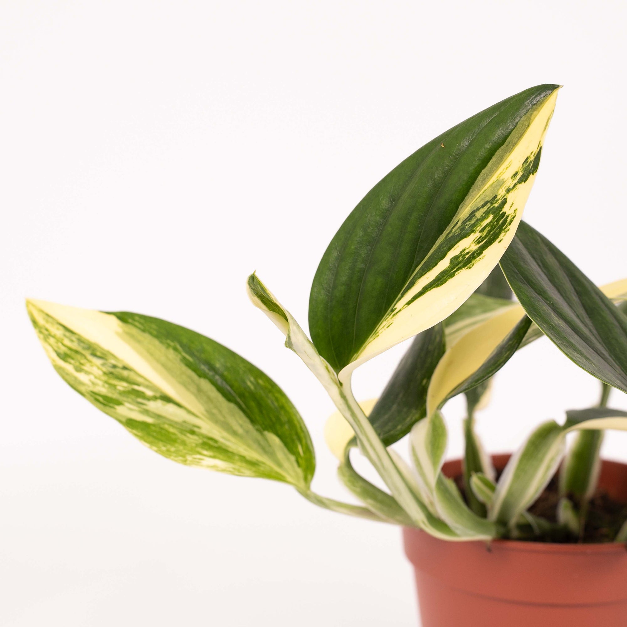 Monstera Standleyana