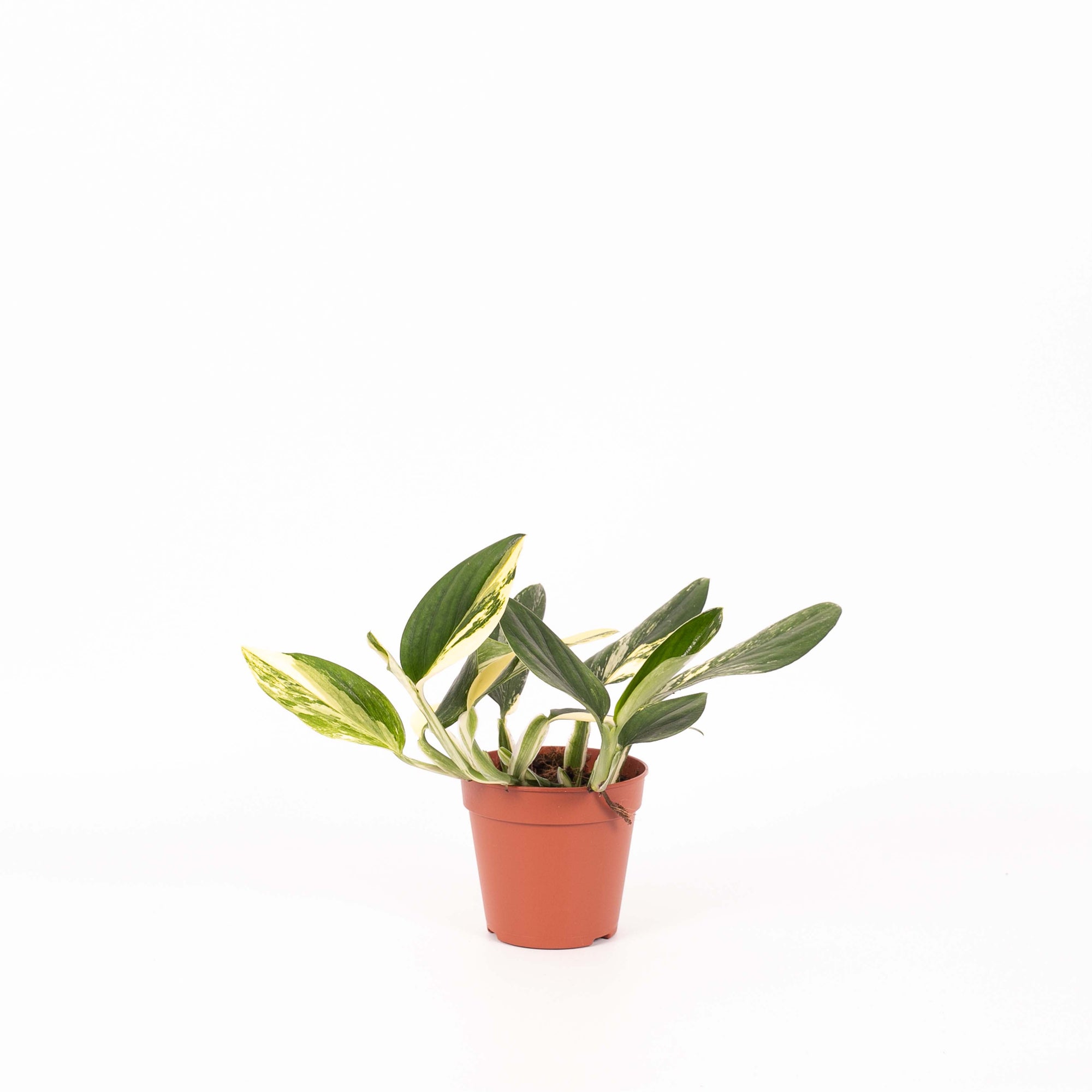 Monstera Standleyana