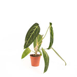 Anthurium Warocqueanum