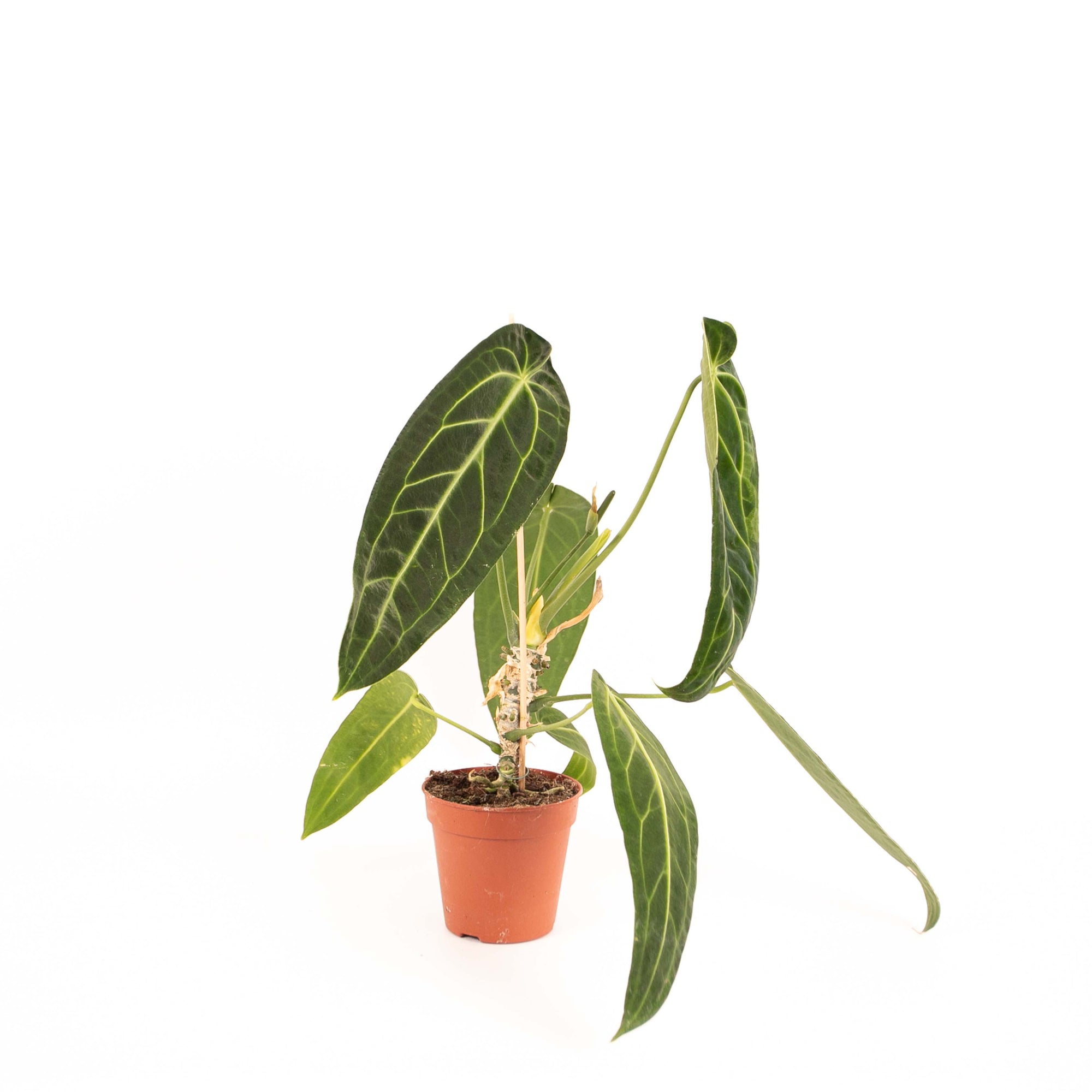 Anthurium Warocqueanum