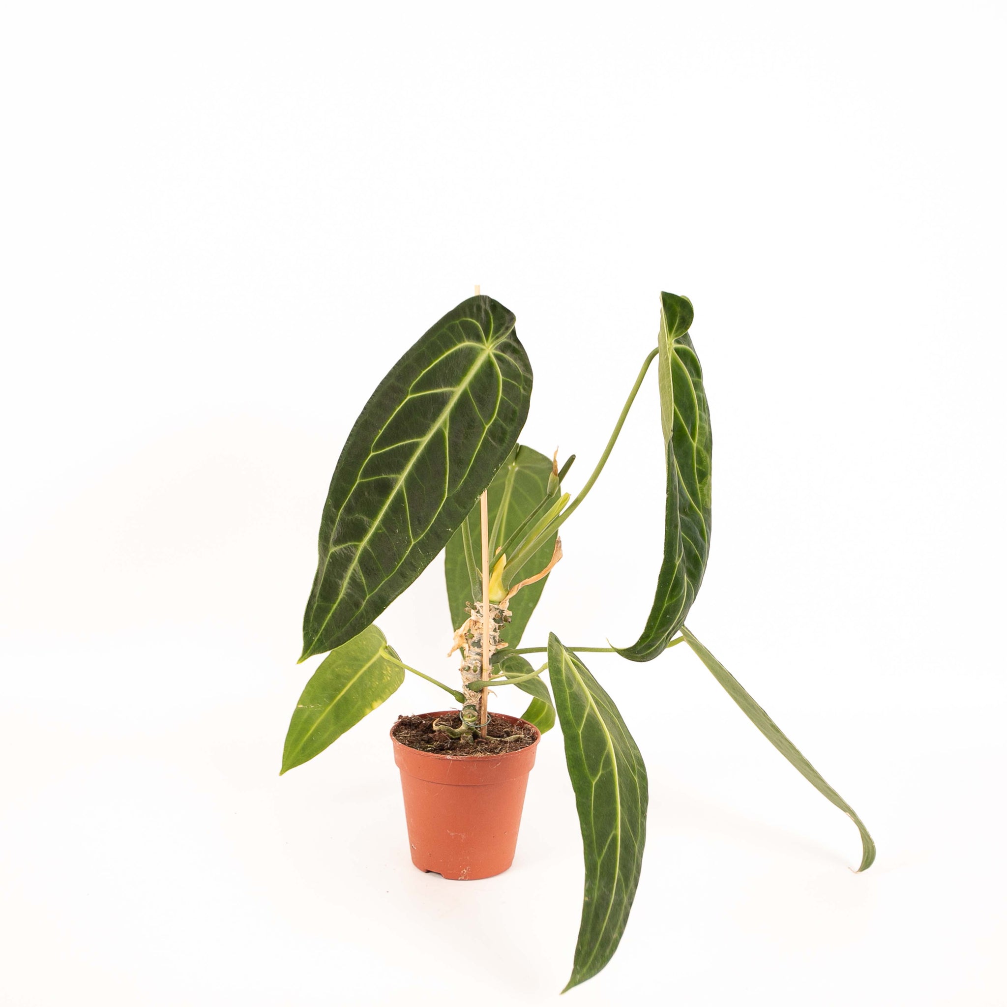 Anthurium Warocqueanum