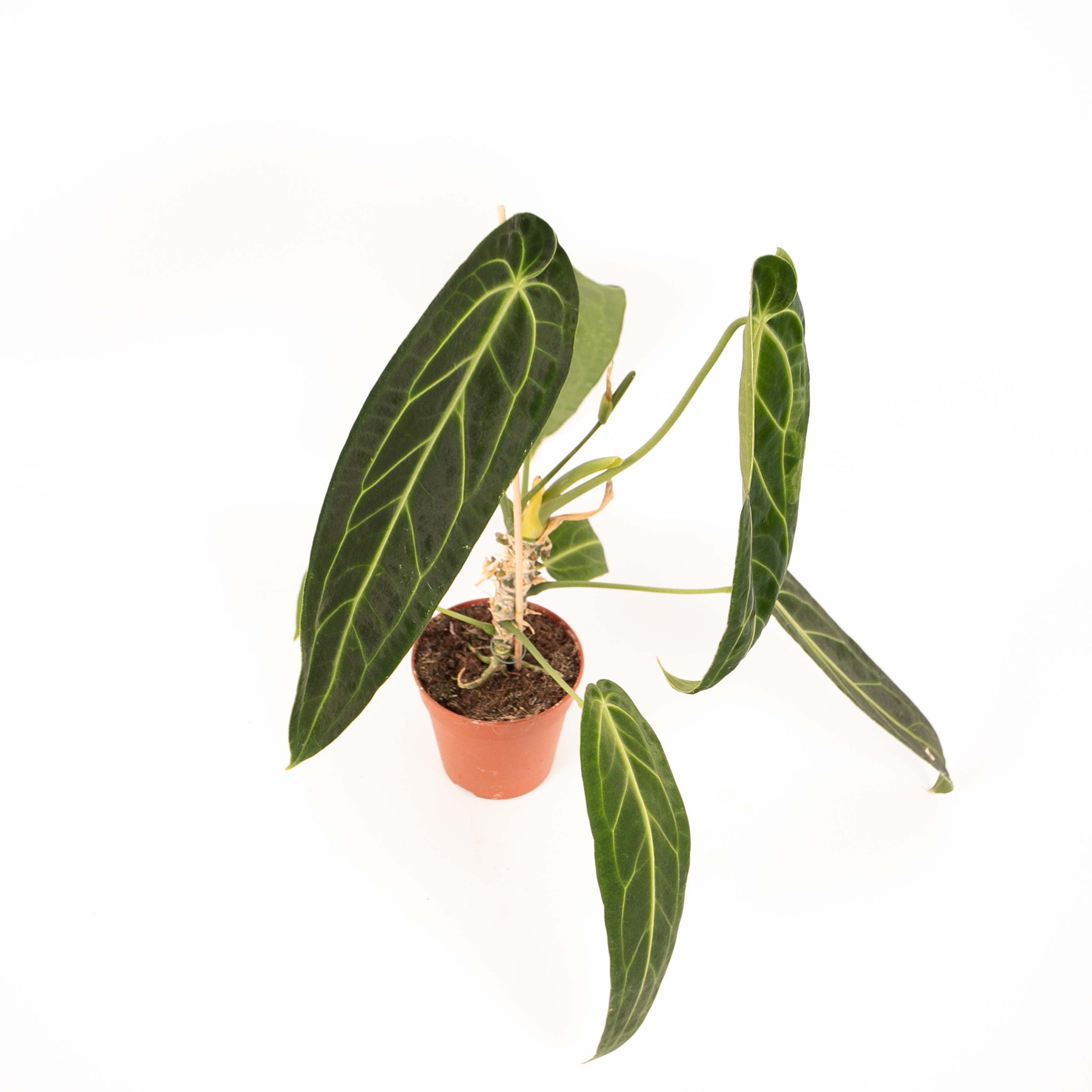 Anthurium Warocqueanum