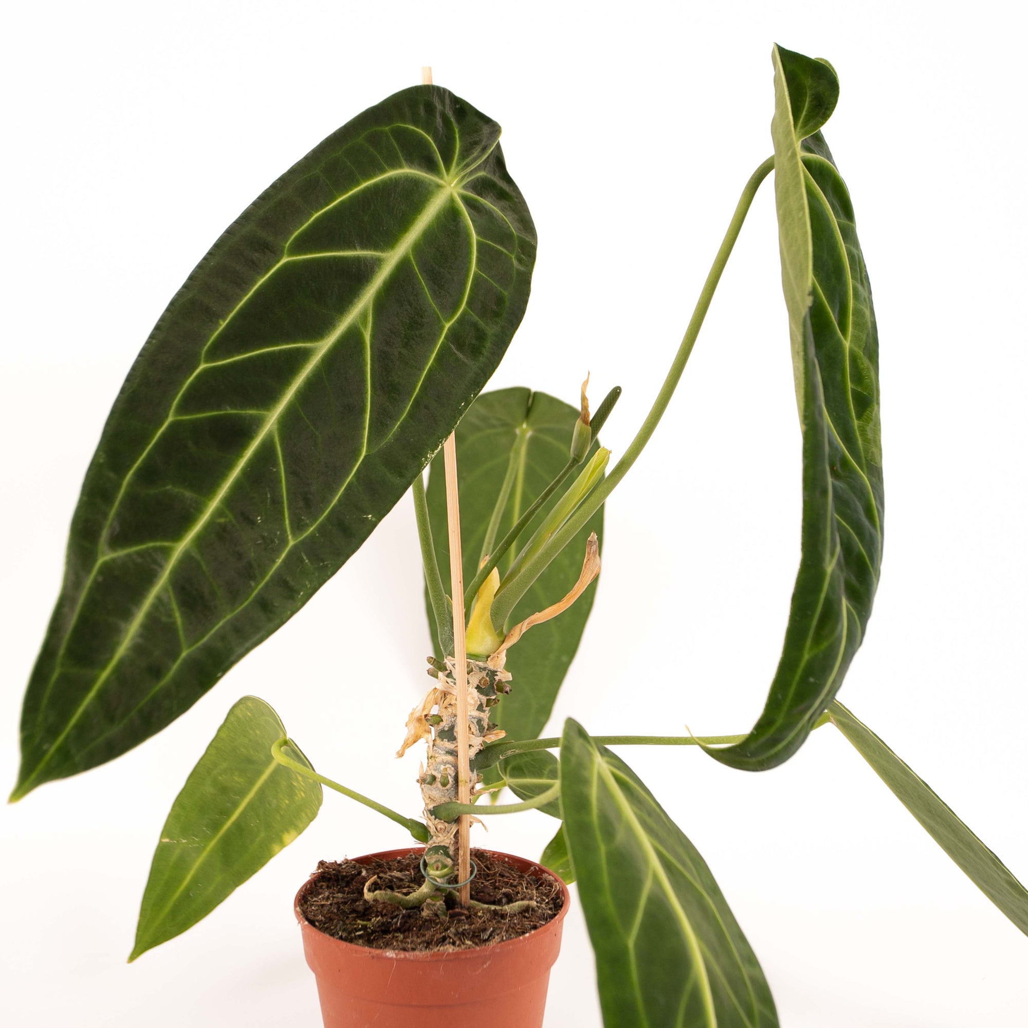 Anthurium Warocqueanum