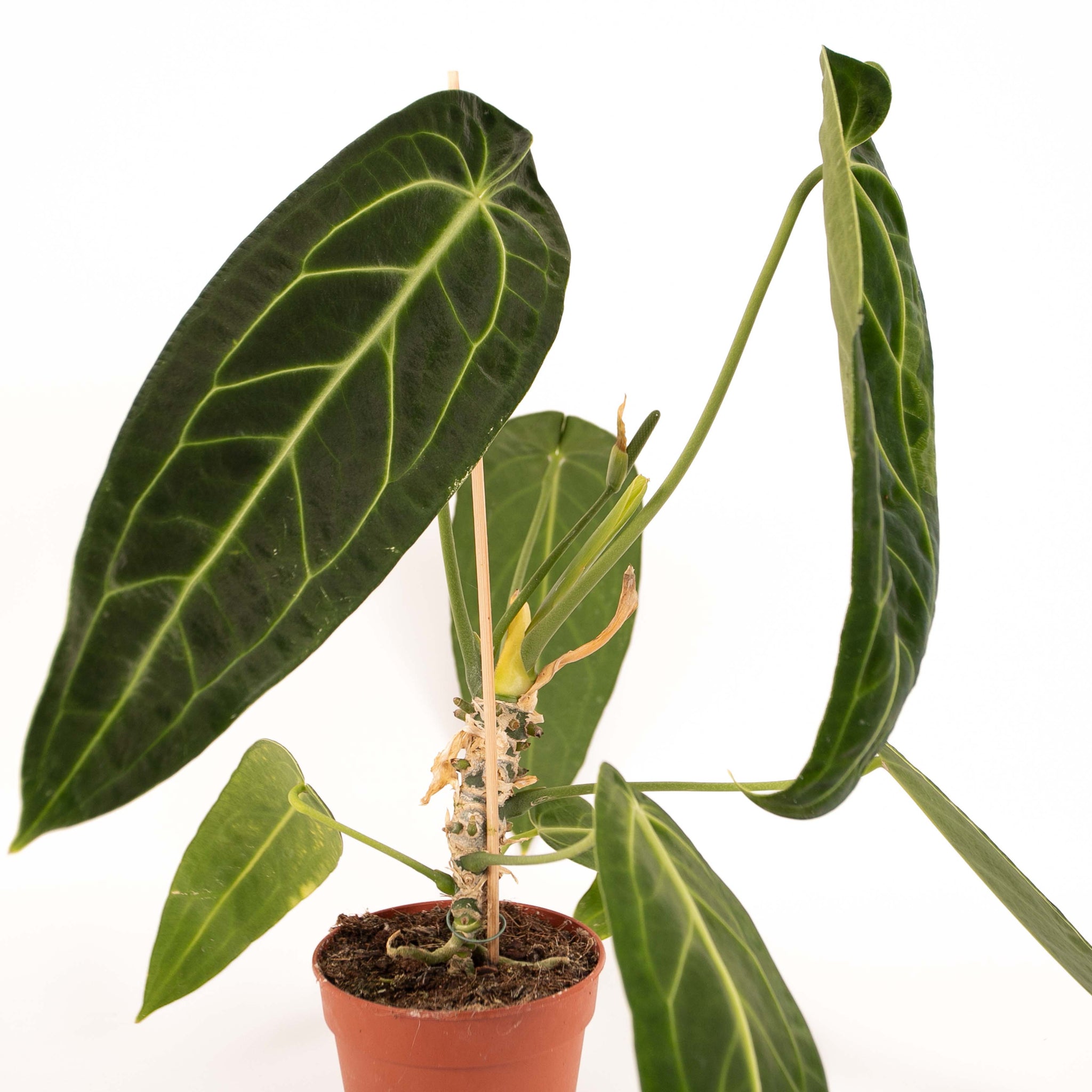 Anthurium Warocqueanum