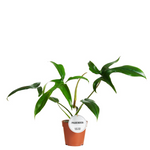 Philodendron Glad hands