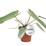 Philodendron Atabapoense