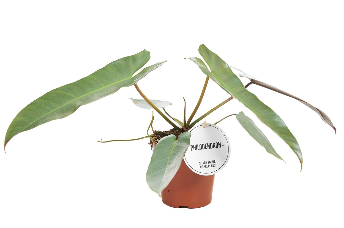 Philodendron Atabapoense