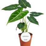 Alocasia Frydek