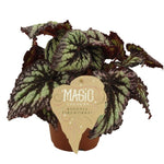 Begonia rex Fireworks