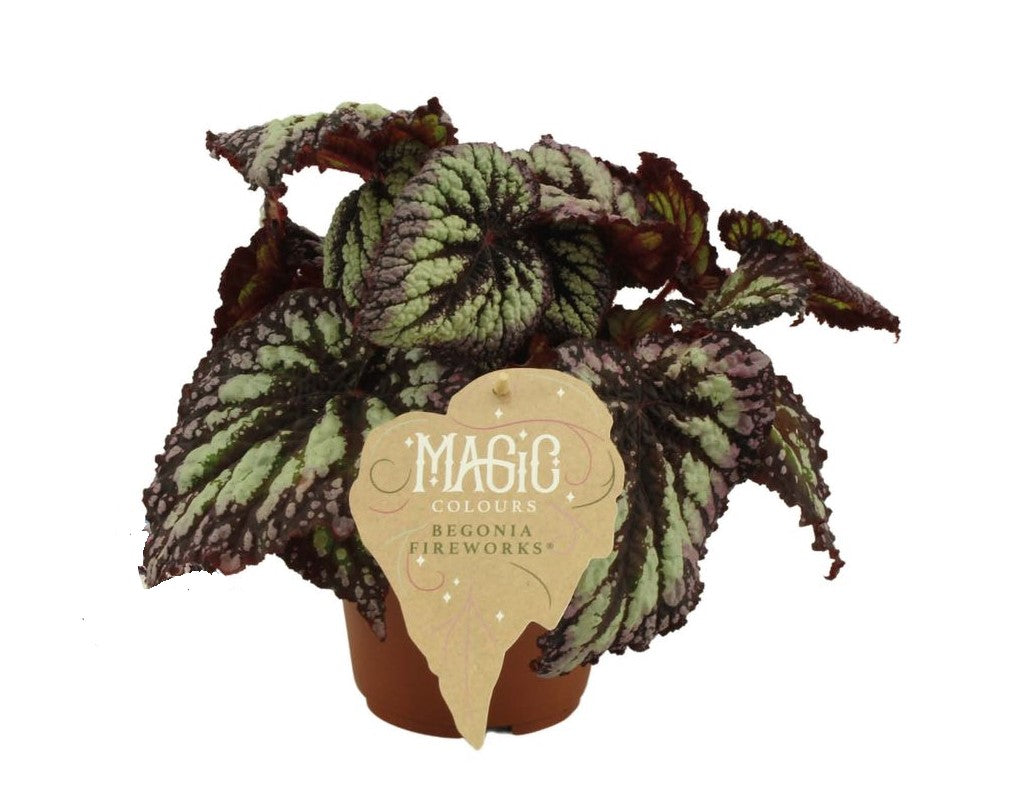 Begonia rex Fireworks