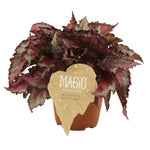 Begonia rex Spitfire
