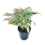 Syngonium 'Red Spot Tricolor'