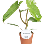 Philodendron Paraiso Verde