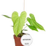 Anthurium Balaloanum