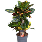 Croton Petra