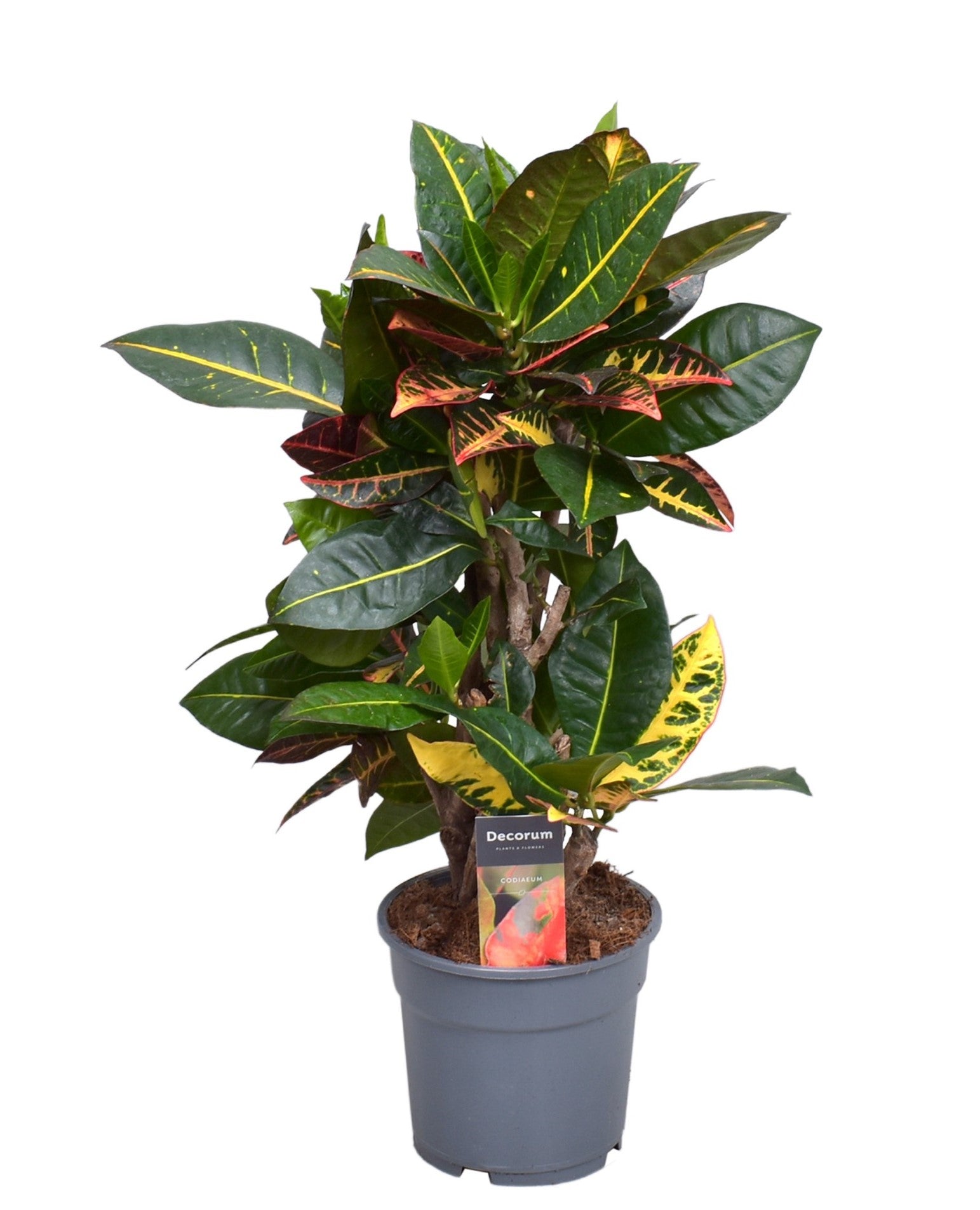 Croton Petra